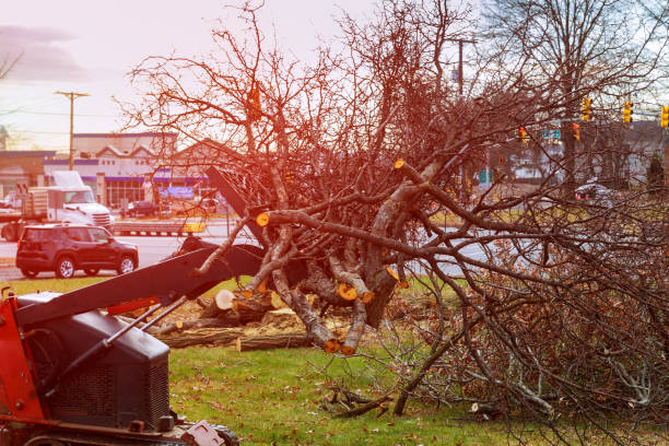 Best Tree Mulching  in Minersville, PA