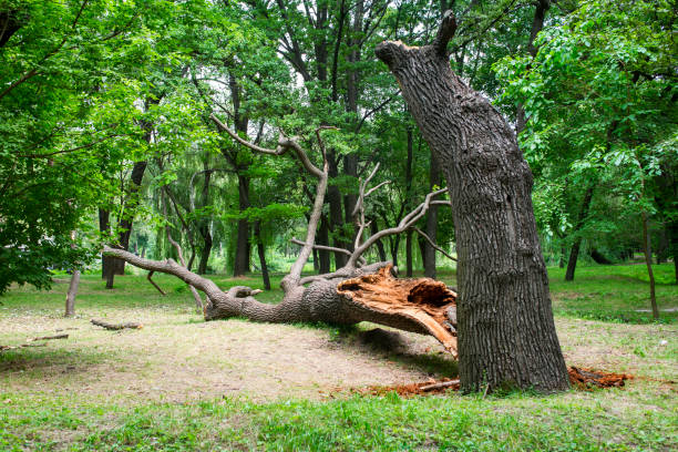 Best Root Management and Removal  in Minersville, PA