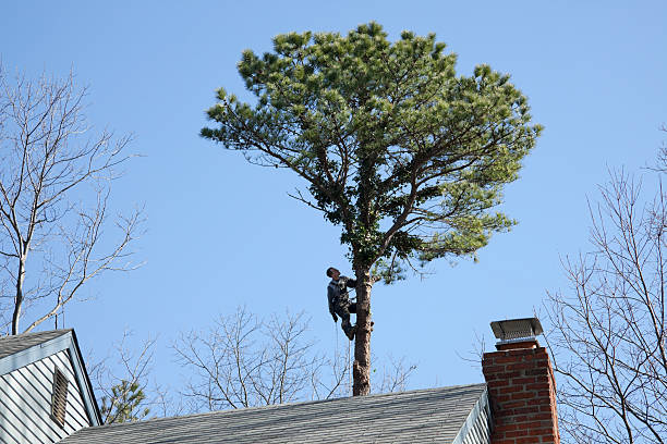 Professional Tree Care in Minersville, PA