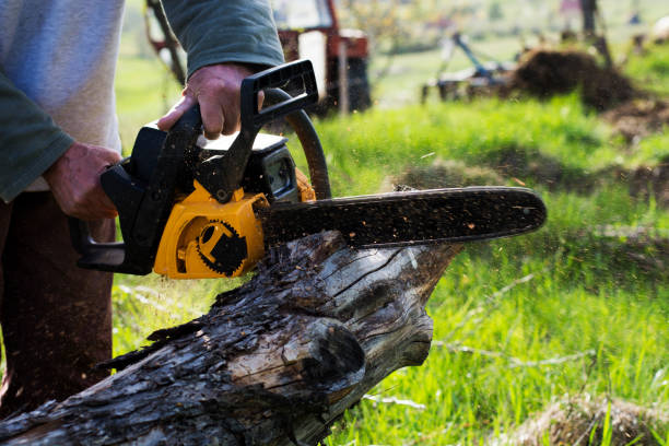 Best Lawn Watering Services  in Minersville, PA