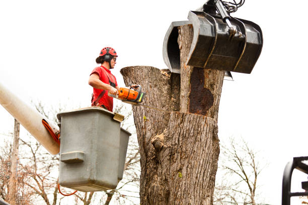 Trusted Minersville, PA Tree Care Experts